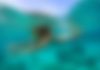 Diving in the Sea